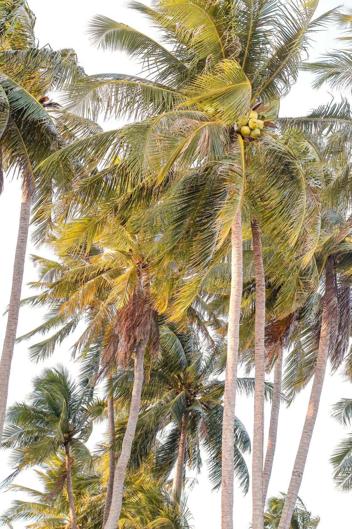 Coconut palms glowing in golden afternoon light