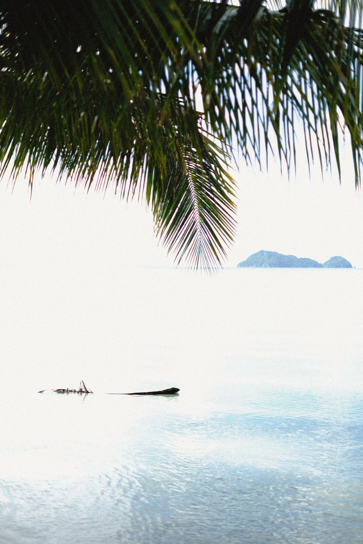 A palm frond hanging over calm, glassy water