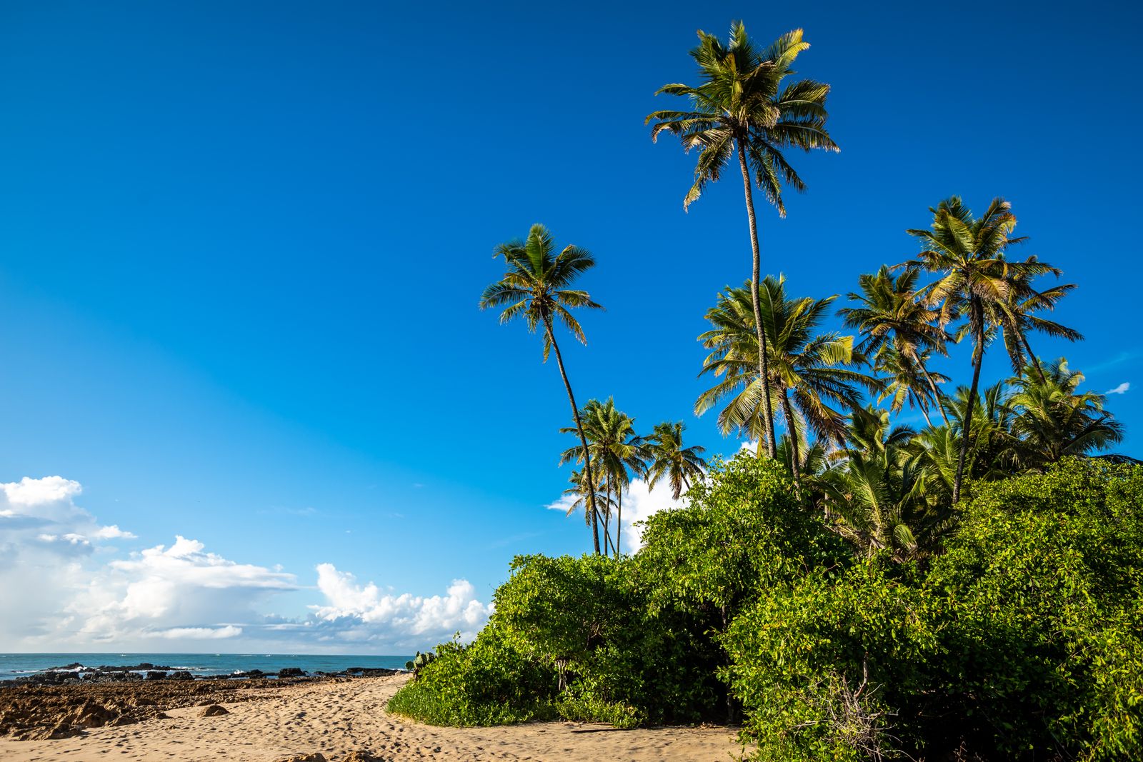 Palm trees lining the shoreline of a bright tropical beach